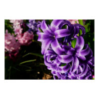 Flore de printemps Blue Hyacinth II