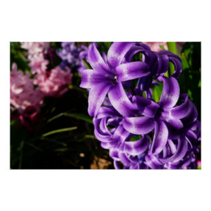 Poster Flore de printemps Blue Hyacinth II
