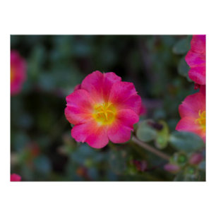 Poster Flore Purslane Exotique