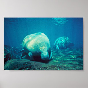 Poster Florida Manatee