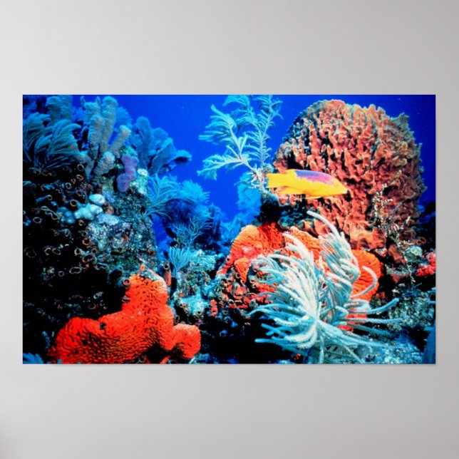 Poster Florida Reef (Devant)