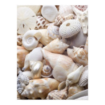 Florida Sea Shell Arrière - plan - Beach Shells Cu