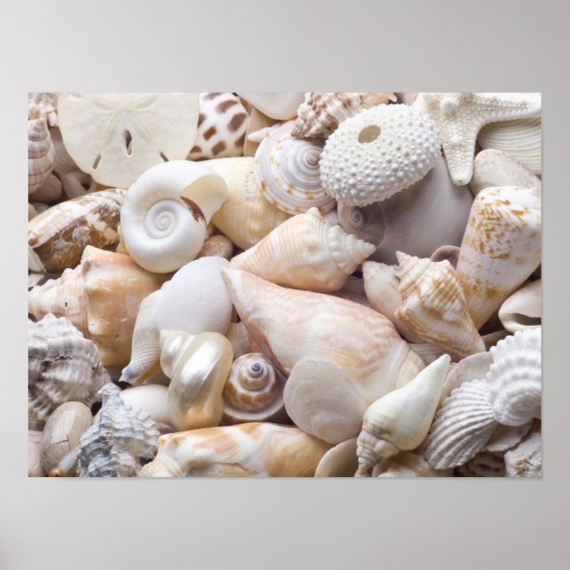 Poster Florida Sea Shell Background - Beach Shells Custom (Devant)