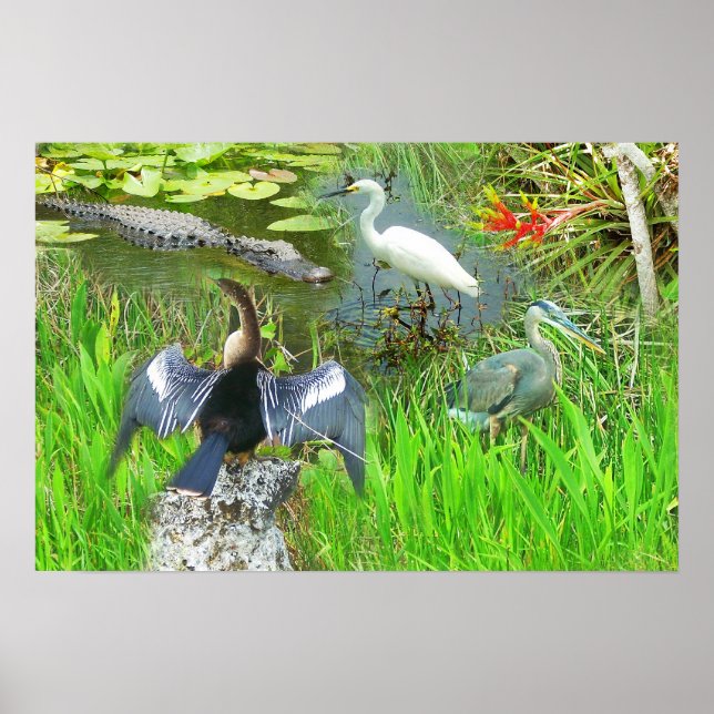 Poster Floride Everglades Parc national faune (Devant)