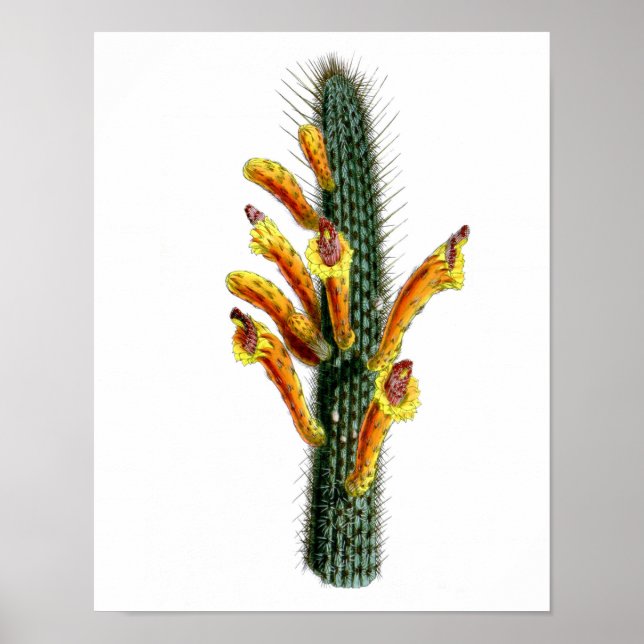 Poster Flower Cactus No3 Vintage Histoire naturelle Impri (Devant)