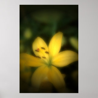 Poster Flower in Soft Light