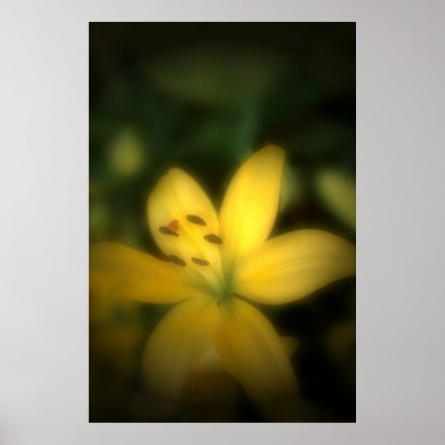 Poster Flower in Soft Light (Devant)