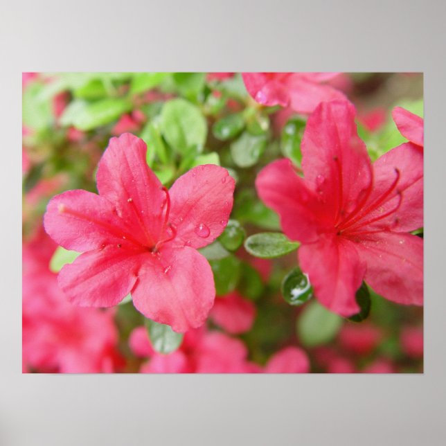 Poster Flower Pair (Devant)