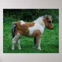 Fluffy Adorable Dartmoor Pony
