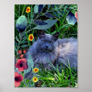Poster Fluffy Long Haired Russian Blue Cat