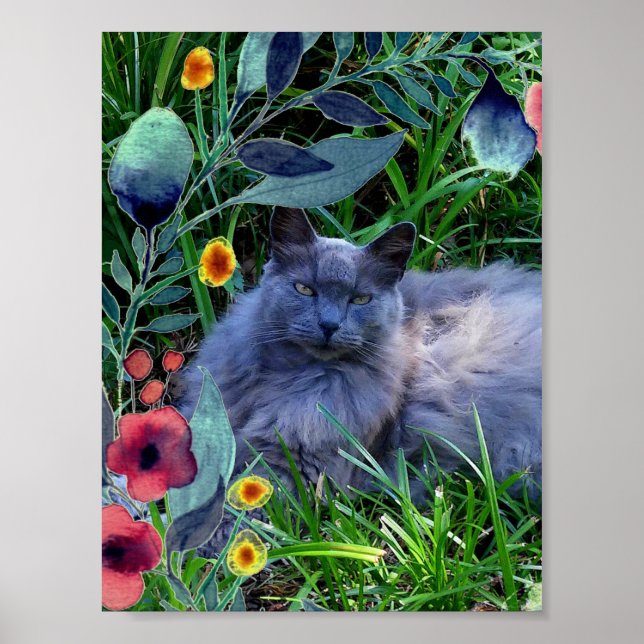 Poster Fluffy Long Haired Russian Blue Cat (Devant)