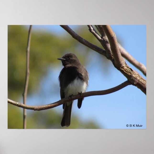 Poster - Flycatcher profile (Devant)