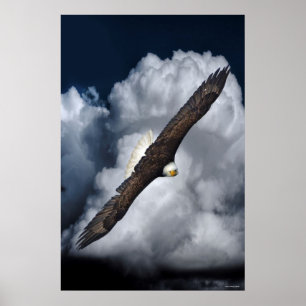 Poster Flying Bald Eagle and Nuages Wildlife Photo Print2