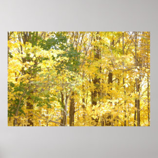 Poster Foliage d'or
