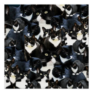 Poster Folie de chats de Tuxedo