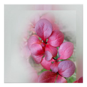 Poster folioles rouge vif