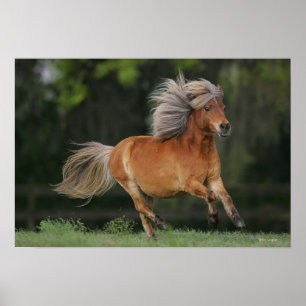 Poster Fonctionnement miniature de cheval