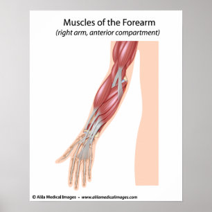 Poster Forearm muscles anterior view