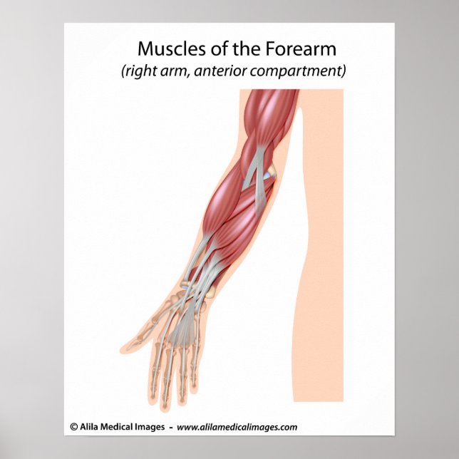Poster Forearm muscles anterior view (Devant)