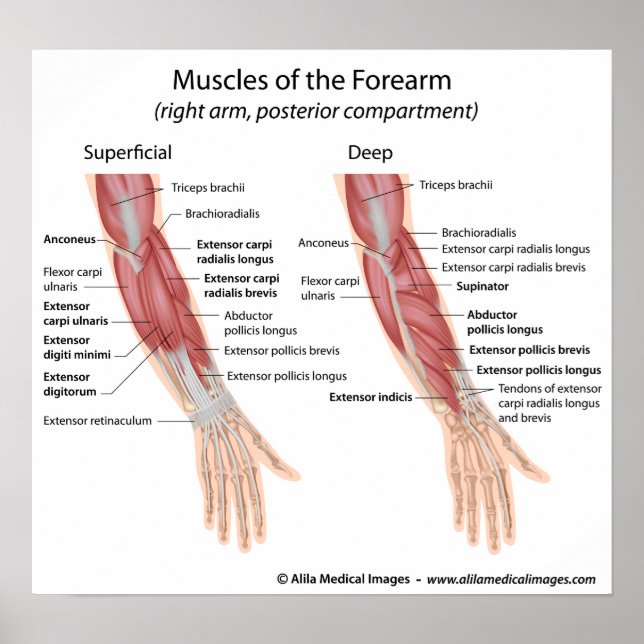 Poster Forearm muscles dorsal compartment (Devant)
