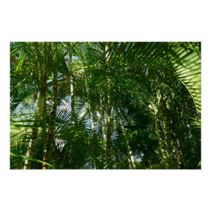Poster Forest of Palm Trees Tropical Nature
