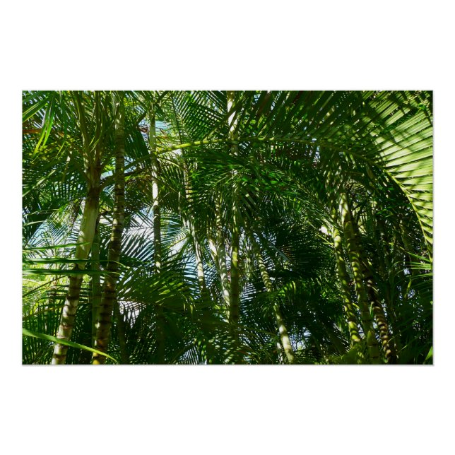 Poster Forest of Palm Trees Tropical Nature (Devant)