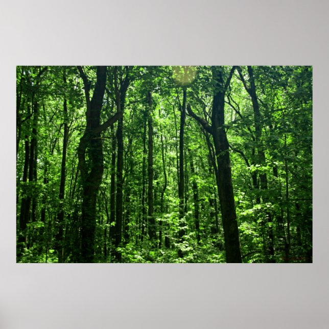 Poster forestier #6182 (Devant)