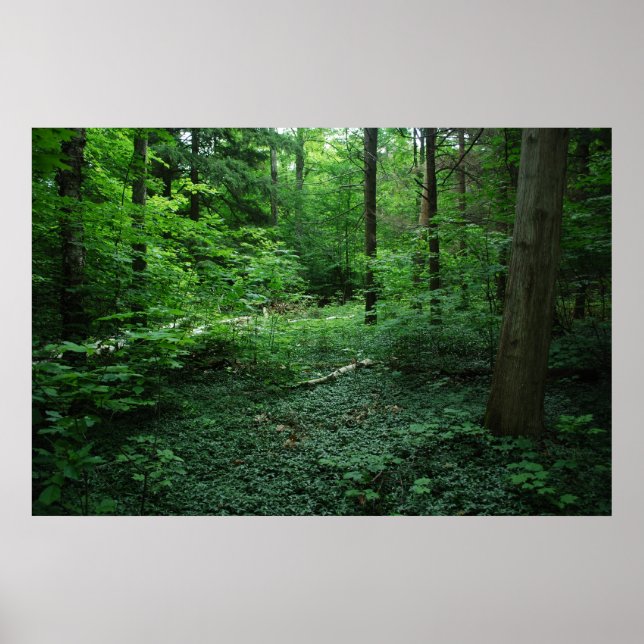 Poster Forêt3 (Devant)