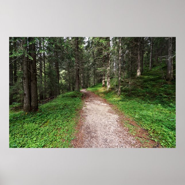 Poster forêt alpine (Devant)
