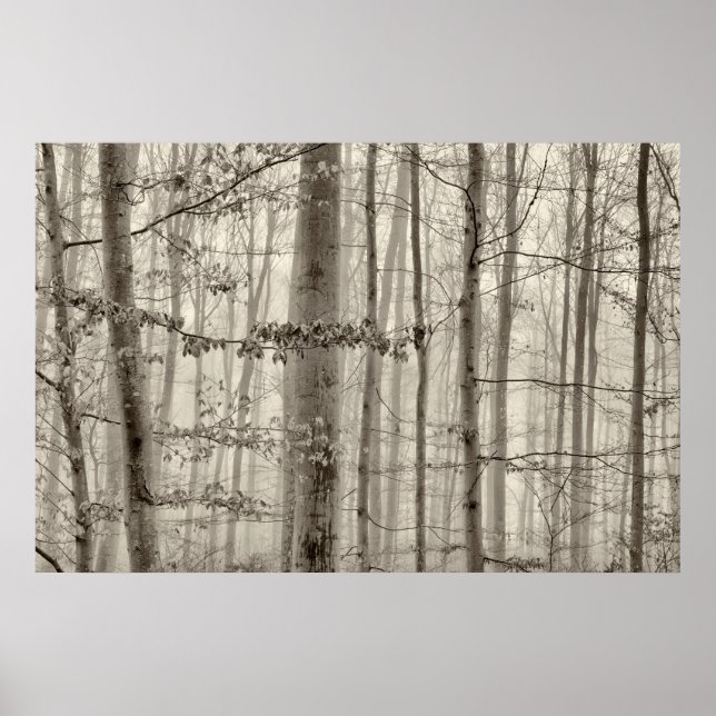 Poster Forêt B&W avec brouillard matinal derrière les arb (Devant)