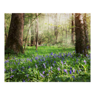 Poster Forêt bleue avec des fleurs de jacinthe des bois