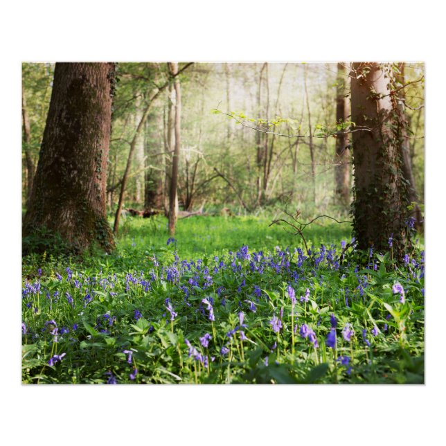 Poster Forêt bleue avec des fleurs de jacinthe des bois (Devant)
