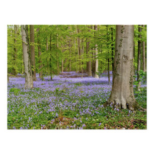 Poster Forêt bleue avec des fleurs de jacinthe des bois
