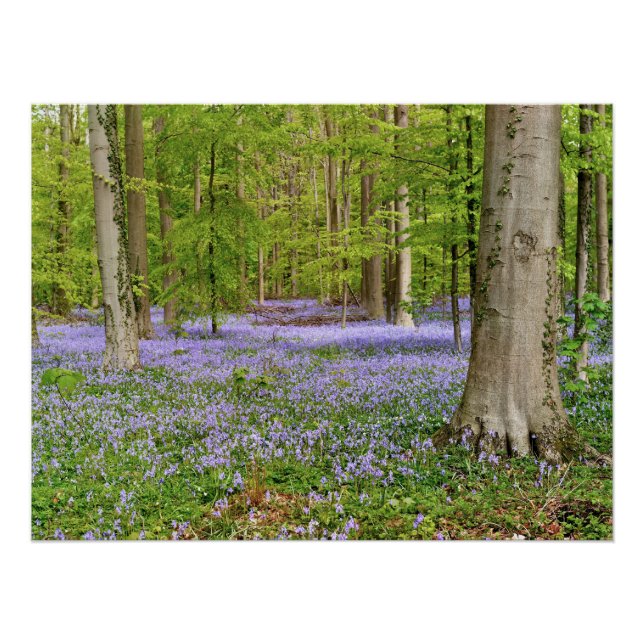 Poster Forêt bleue avec des fleurs de jacinthe des bois (Devant)