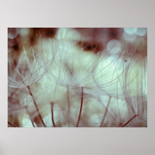 Poster Forêt d'akènes (Devant)