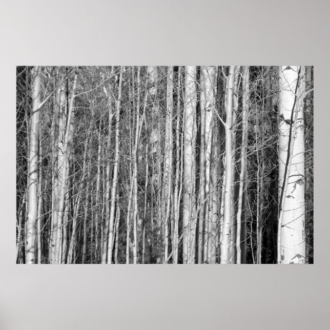 Poster Forêt d'Aspen (Devant)