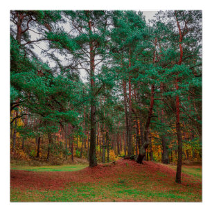 Poster Forêt d'automne