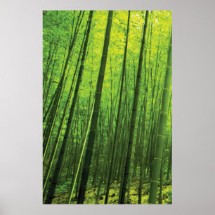 Poster Forêt de bambou - Art zen (pièce 1 de 3)