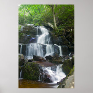 Poster Forêt de cascade de laps de temps