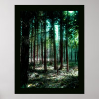 Forêt de charme