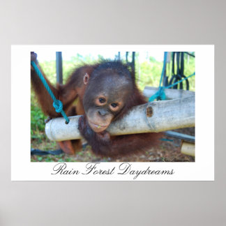 Poster Forêt de pluie Great Ape Dayrêves