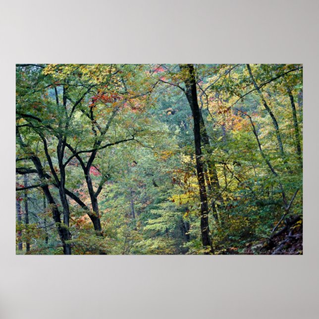 Poster Forêt d'été avec des touches d'automne (Devant)