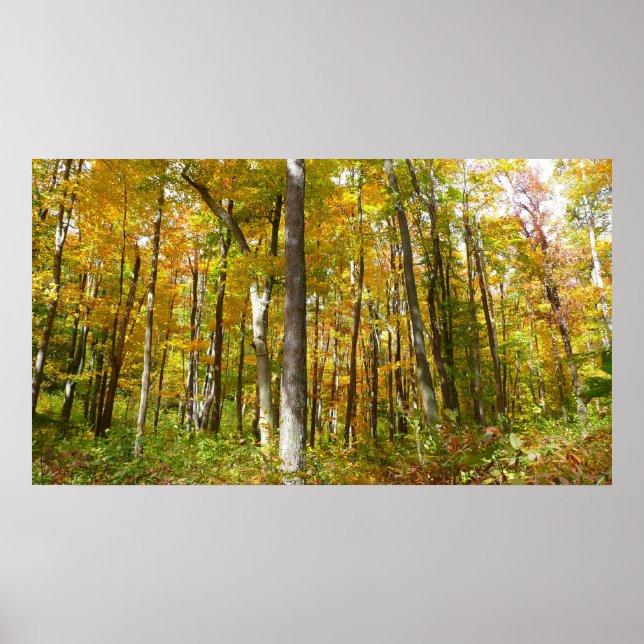 Poster Forêt du paysage d'automne Feuille Jaune (Devant)