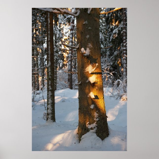 Poster Forêt en hiver (Devant)
