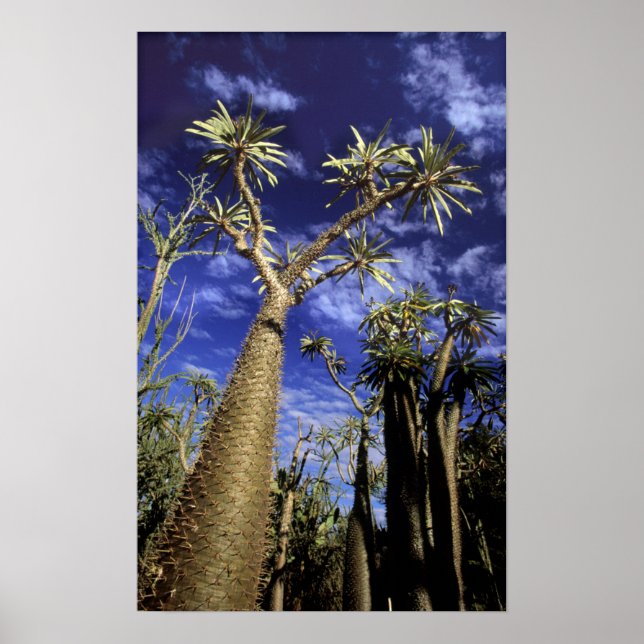 Poster Forêt épineuse formée de Pachypodium arbres (Devant)