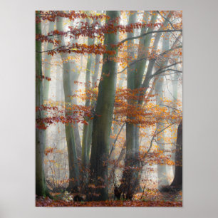 Poster Forêt mystique de Foggy en automne