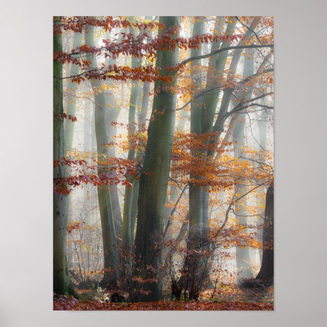 Poster Forêt mystique de Foggy en automne (Devant)