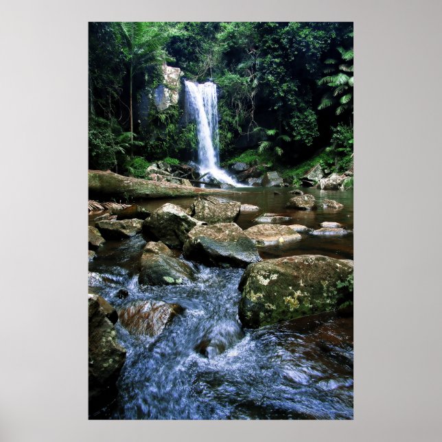 Poster Forêt pluviale australienne (Devant)