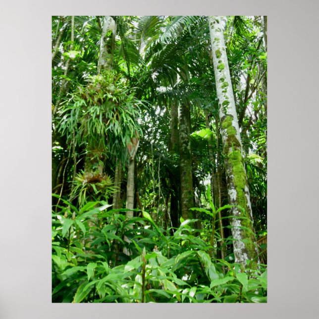 Poster Forêt tropicale hawaïenne (Devant)