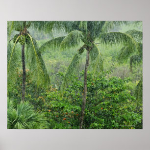 Poster Forêt tropicale humide 2